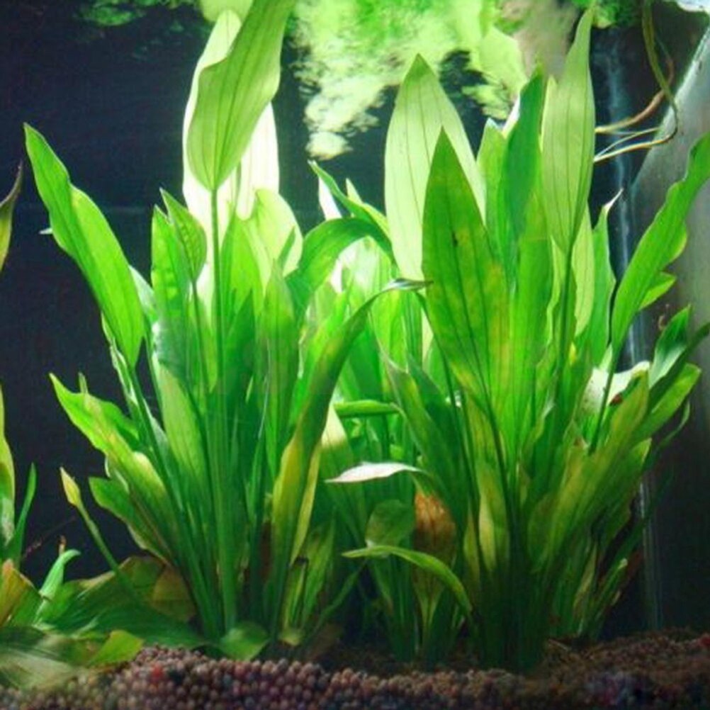 Plantas artificiales de decora - Dry Herb Vaping Accessories reseña y precio